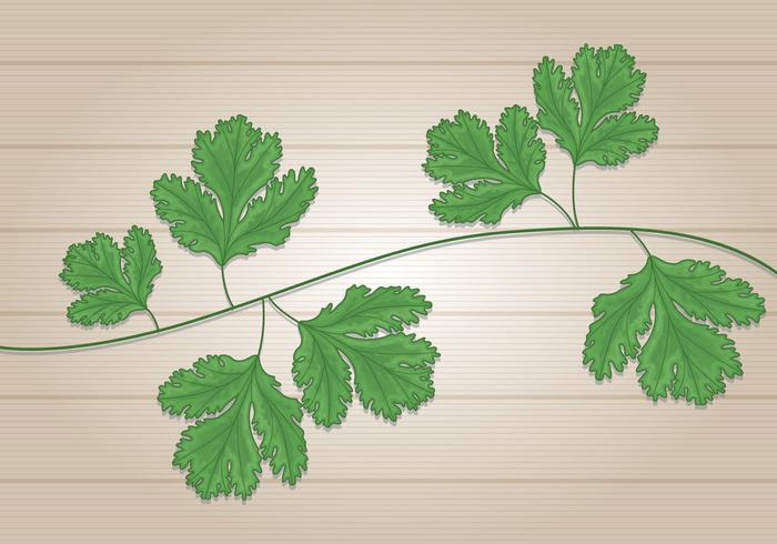 Cilantro Bladeren vector