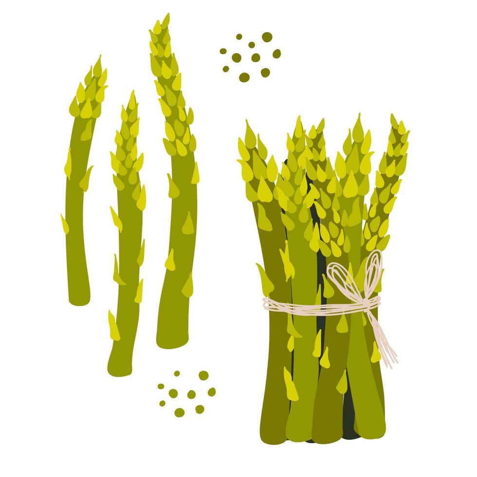 asperges. gezond groente. vector illustratie