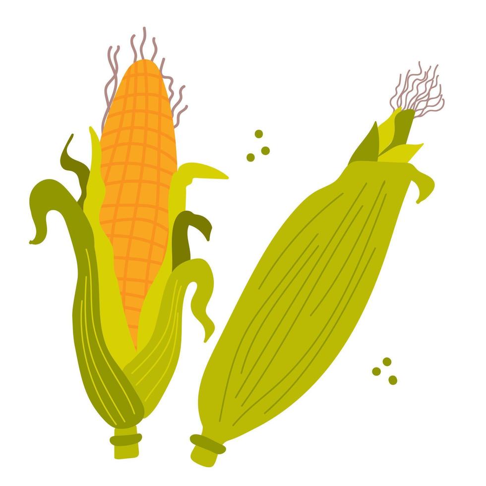oor van maïs. gezond groente. vector illustratie