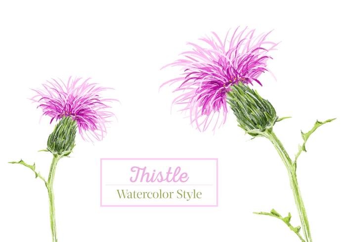 Gratis Thistle Waterverf Vector