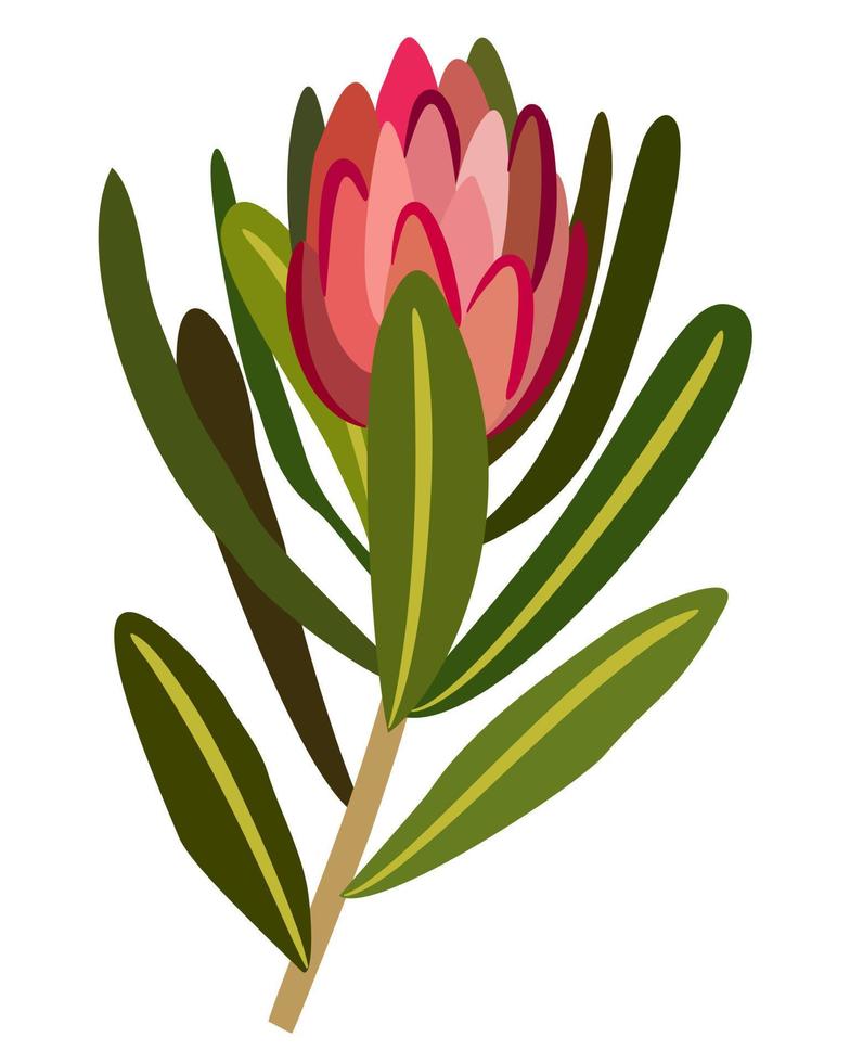 protea bloem met bladeren. vector geïsoleerd illustratie.