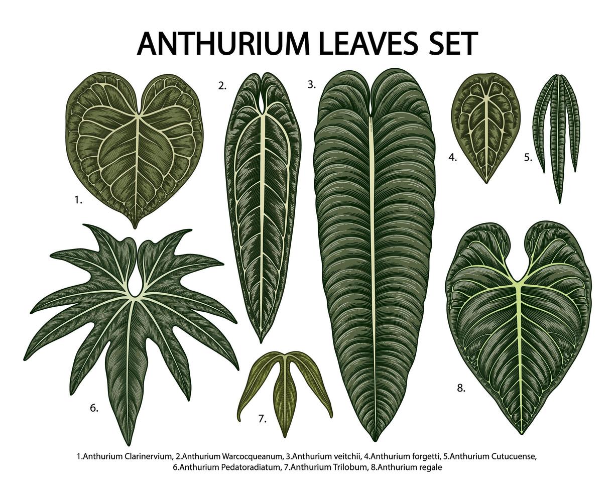 vintage anthurium bladeren set vector