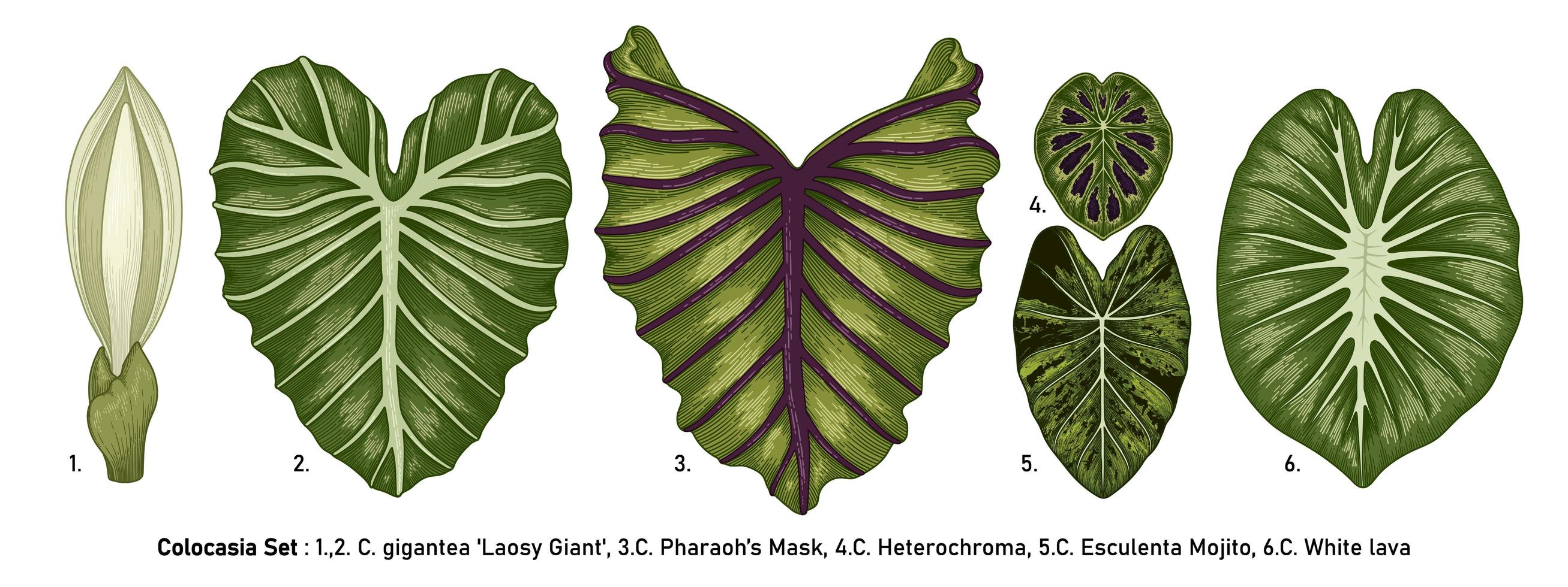 vintage colocasia bladeren instellen vector