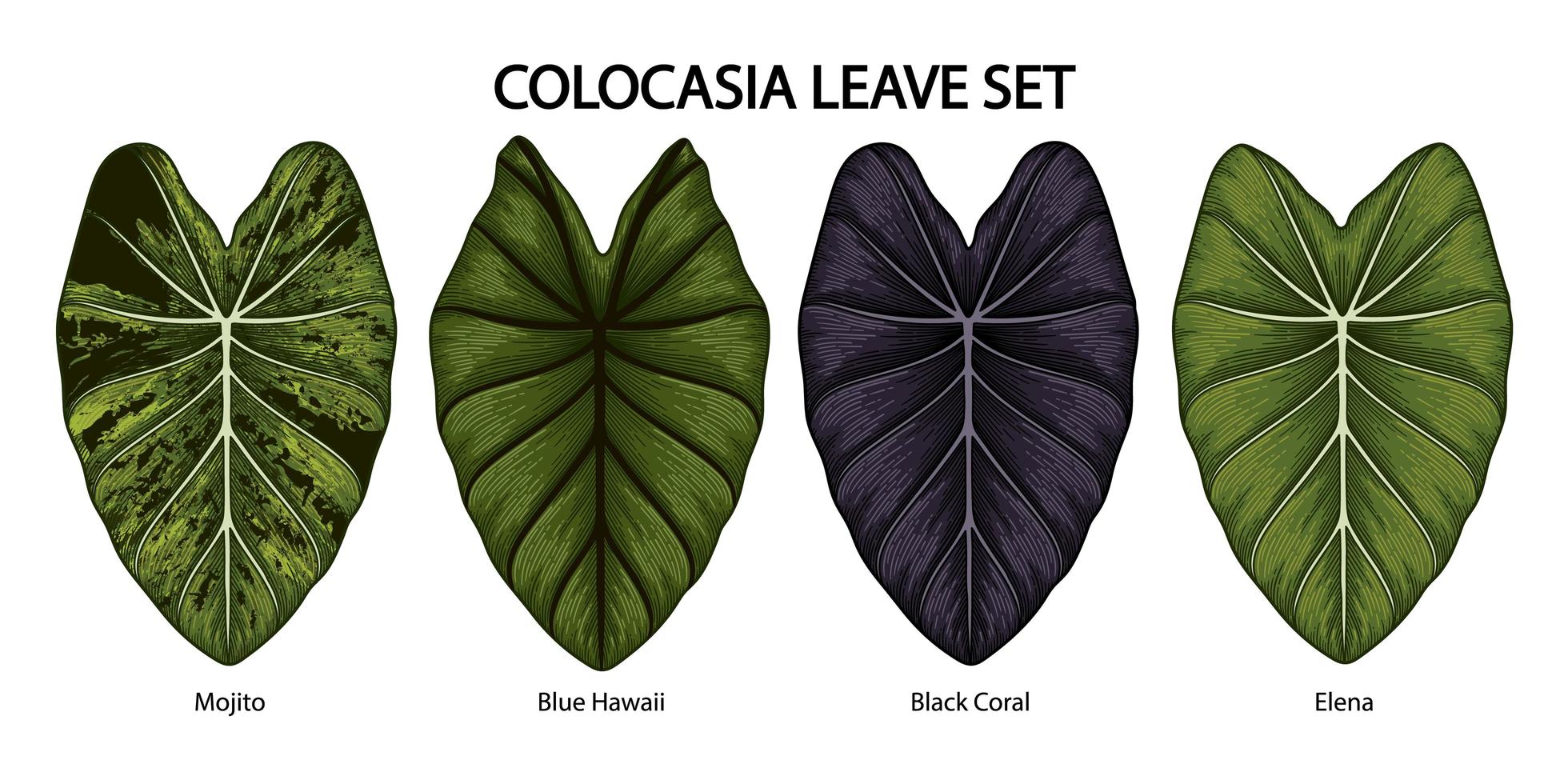 vintage colocasia olifant oor bladeren set vector