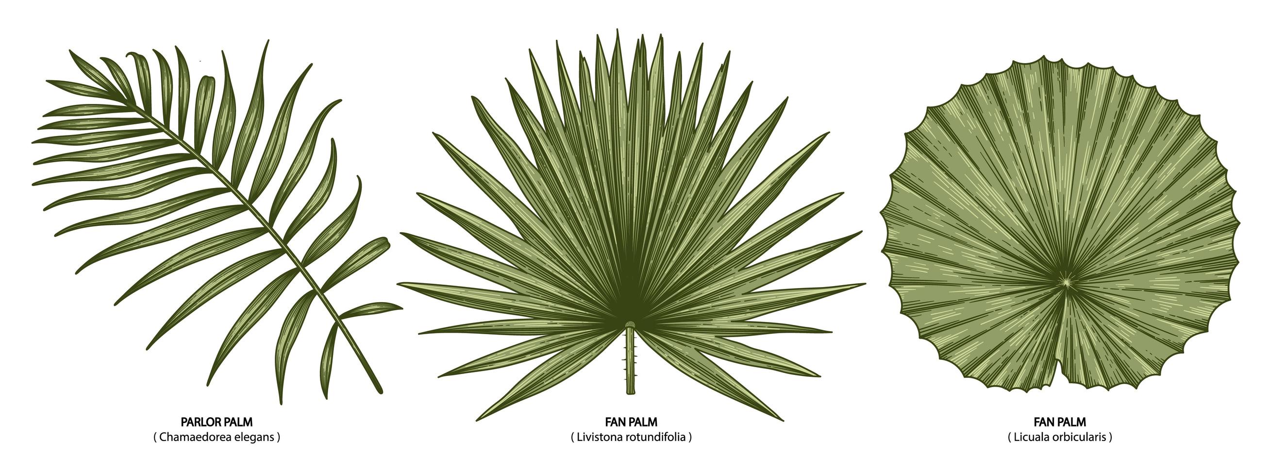 vintage palmbladeren instellen vector