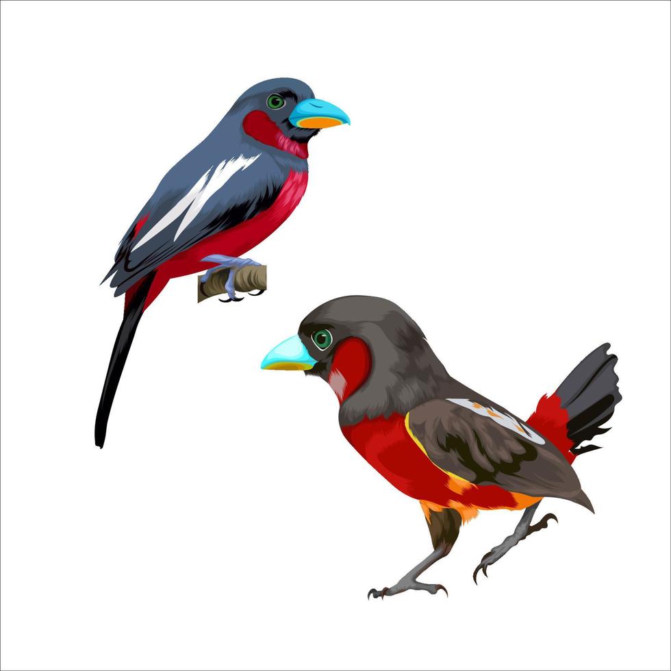 zwart en rood broadbill vogel vector