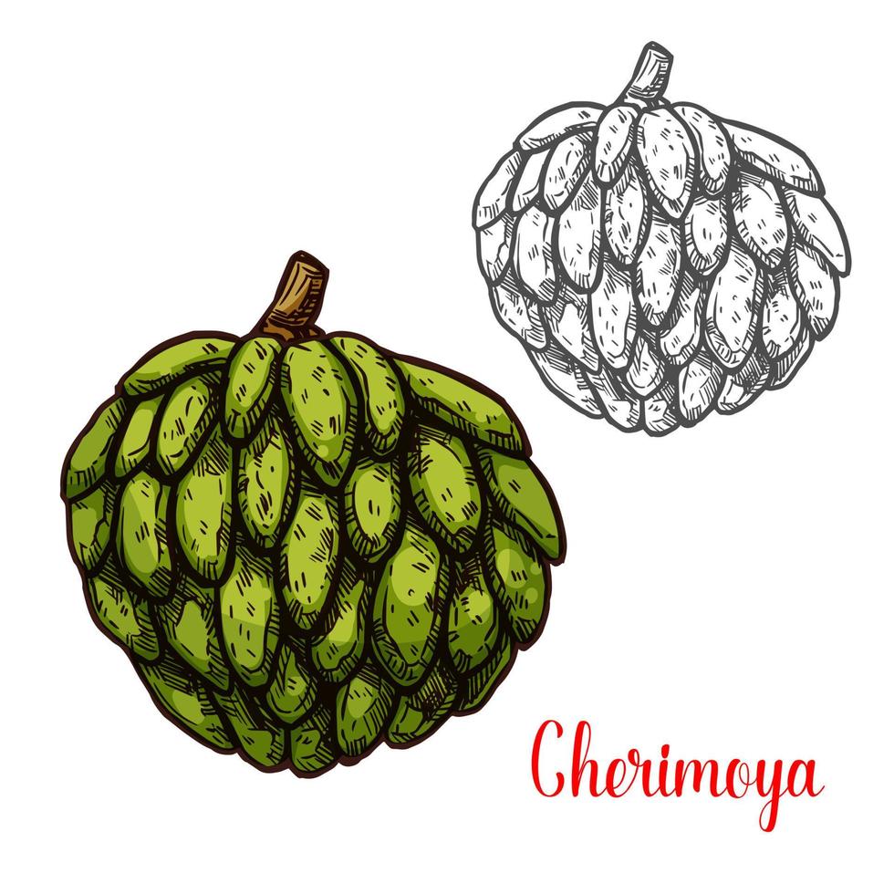 cherimoya, vla appel schetsen van tropisch fruit vector