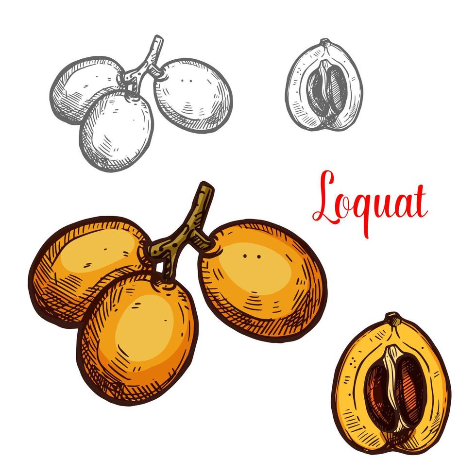 loquat vector schetsen tropisch fruit