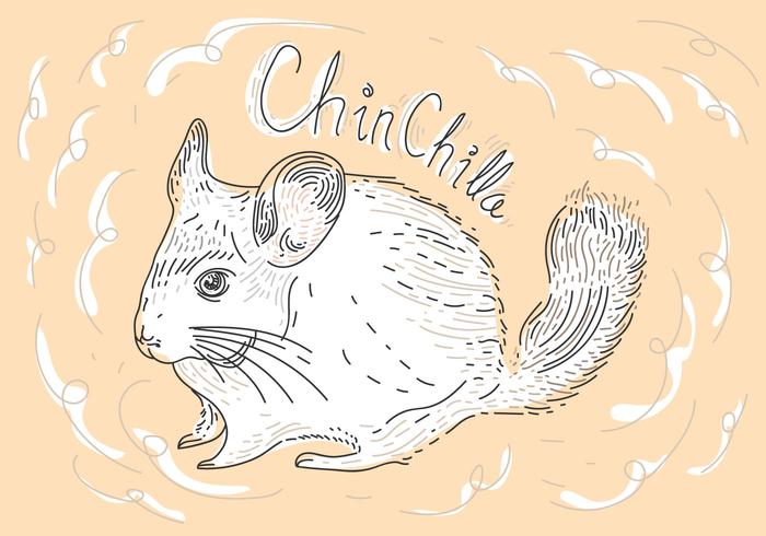 Gratis Chinchilla Vector Illustratie