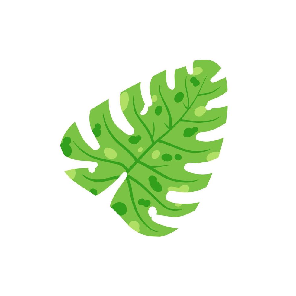 monstera blad. geen huisplan, tropisch fabriek voor groen afdrukken. vlak tekenfilm illustratie geïsoleerd Aan wit vector