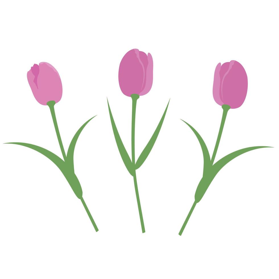 vector reeks geïsoleerd roze tulpen. tulpen in een vlak stijl. vector elementen geïsoleerd Aan wit achtergrond.