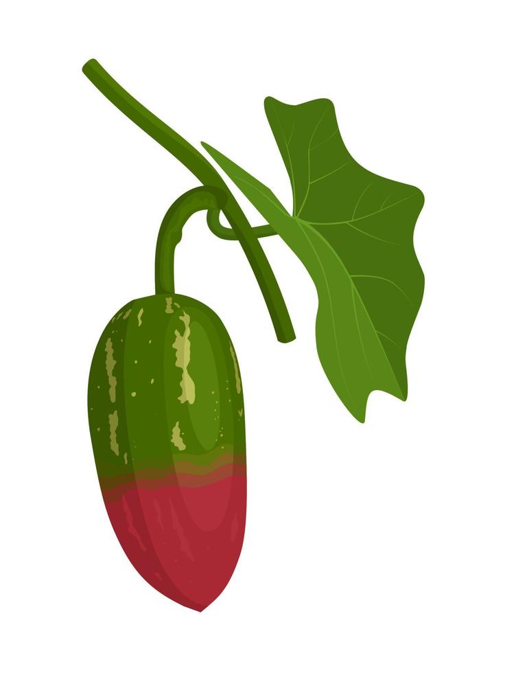 vector illustratie, coccinia grandis of klimop kalebas, geïsoleerd Aan wit achtergrond