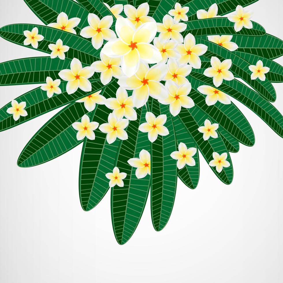 tropisch bladeren met plumeria bloemen en wit kader Aan isoleren achtergrond. vector