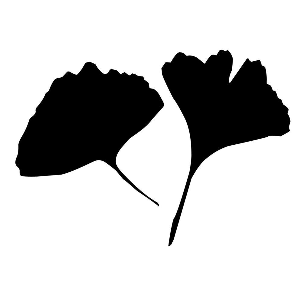 gingko biloba bladeren vector