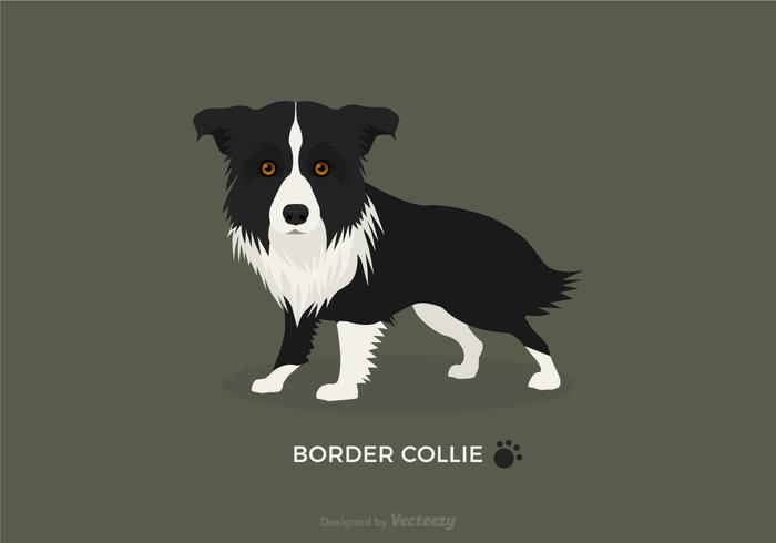 Gratis Vector Border Collie