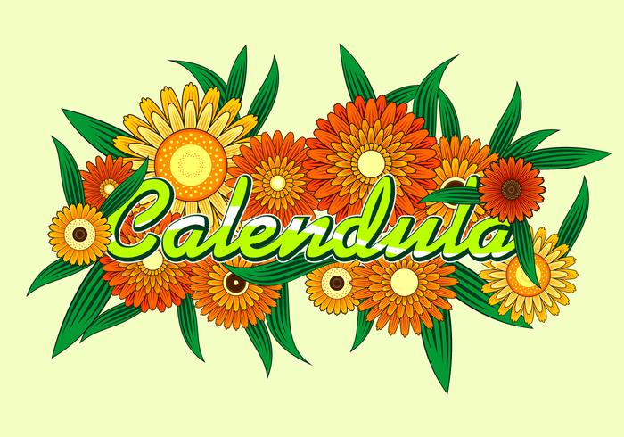 Calendula Gratis Vector