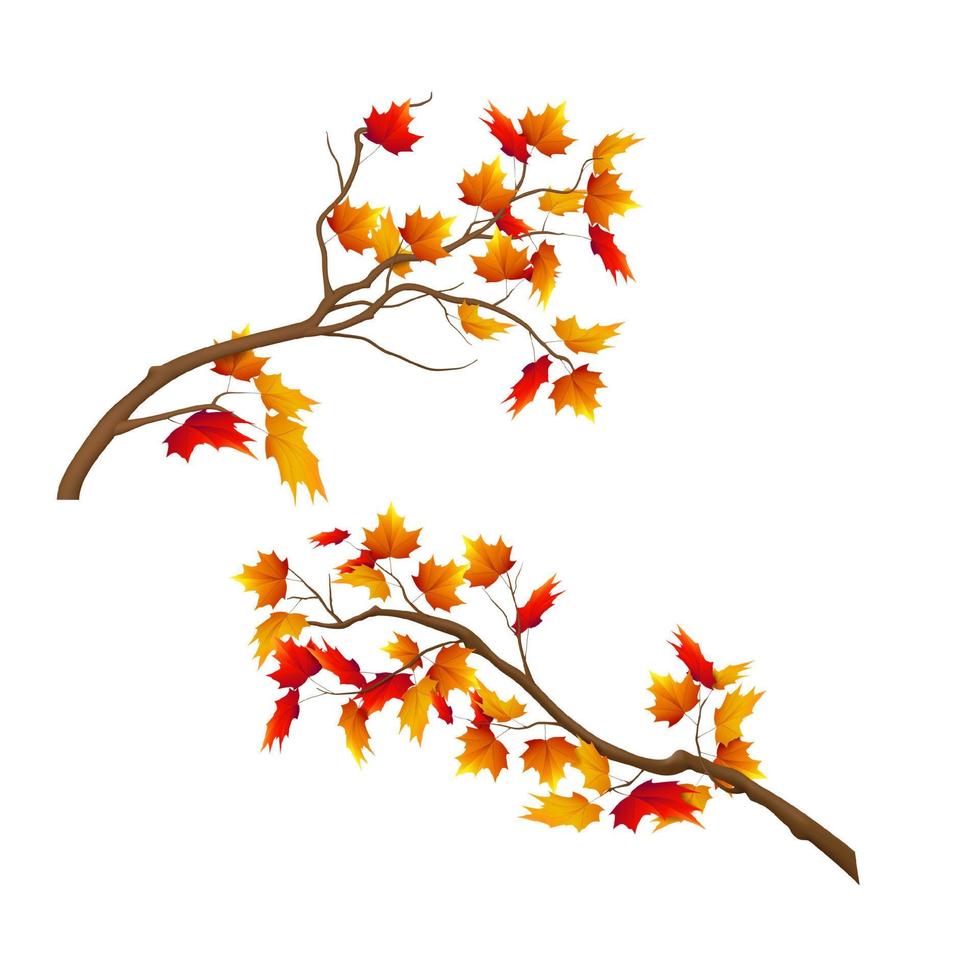 realistisch herfst boom Afdeling reeks vector illustratie
