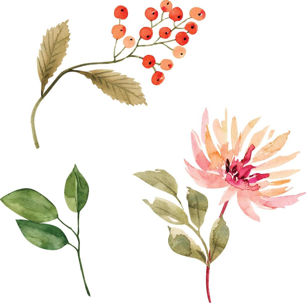 botanisch reeks van waterverf illustraties bloemen en planten Aan een wit achtergrond. vector
