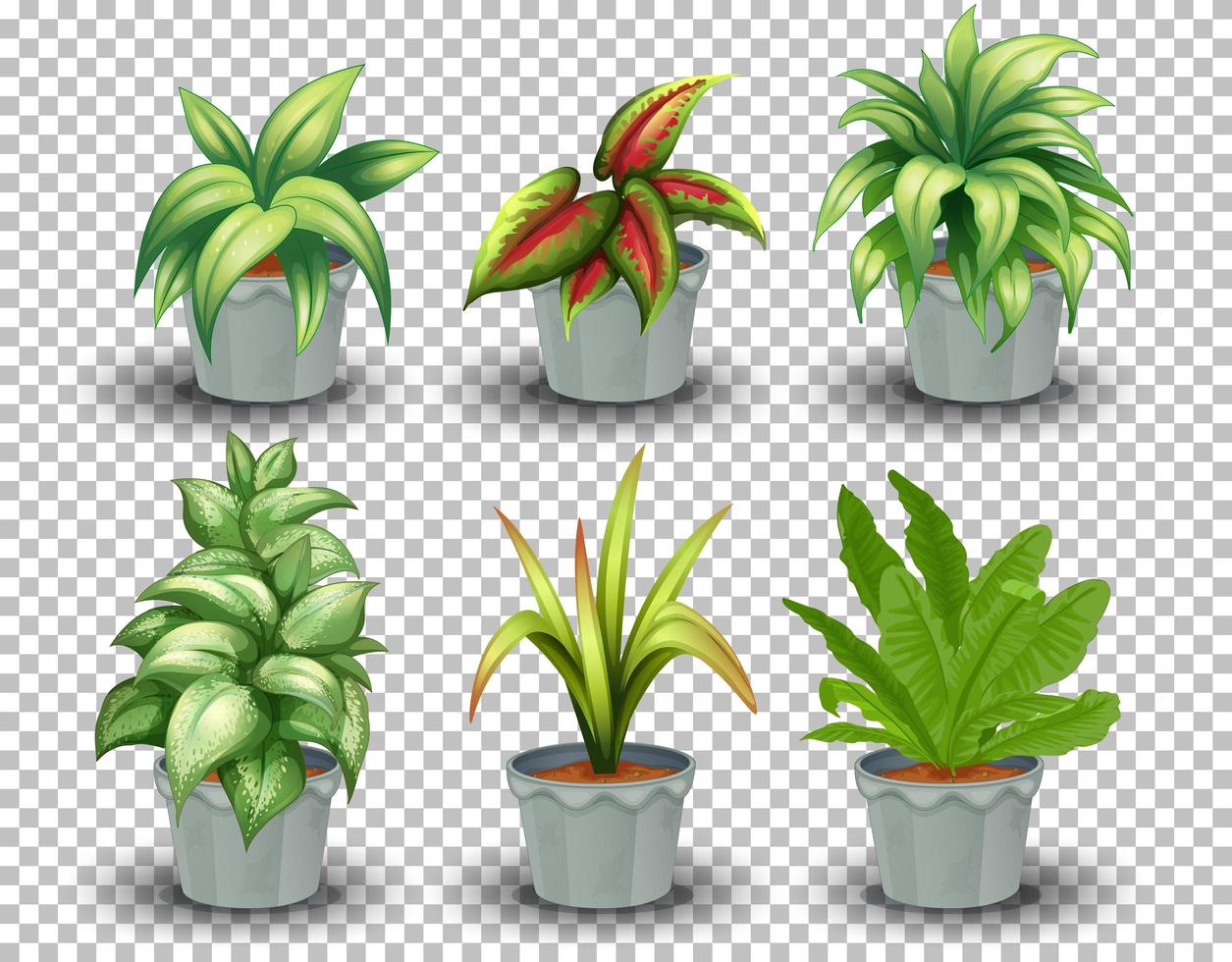 set van potplanten vector