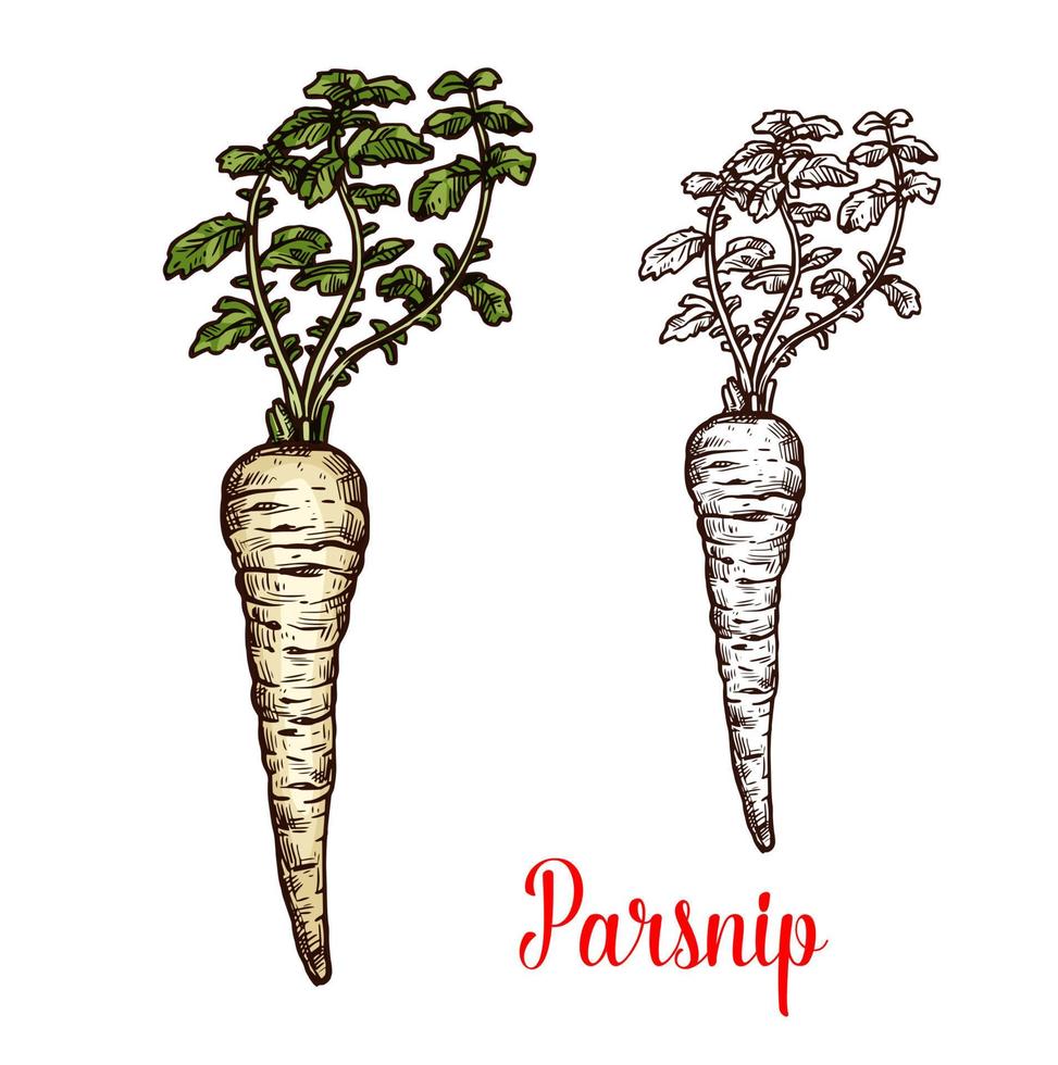 pastinaak wortel groente met groen blad schetsen vector