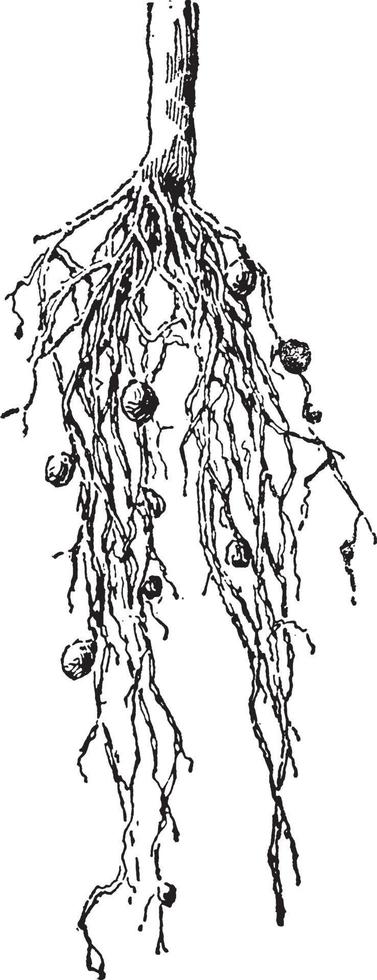 afbeelding, knobbeltjes, stikstof, bevestigen, bacteriën, wortels, lupine wijnoogst illustratie. vector