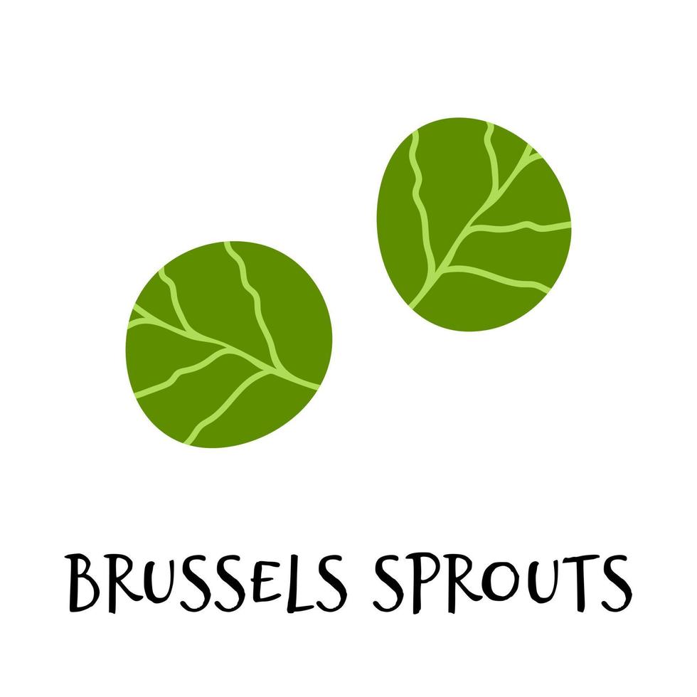 vector illustratie van Brussel spruiten in hand- getrokken vlak stijl.