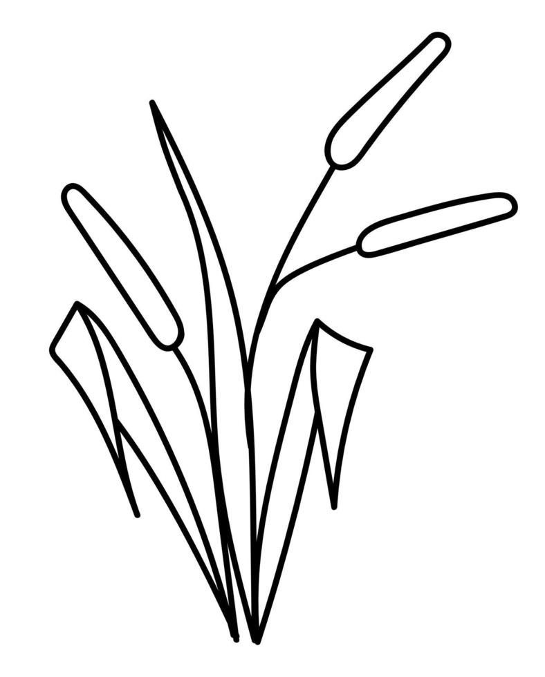 hand- getrokken riet. tekening vector illustratie.