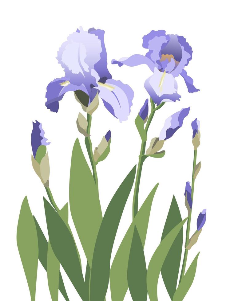 samenstelling van blauw iris bloemen geïsoleerd Aan wit achtergrond vector