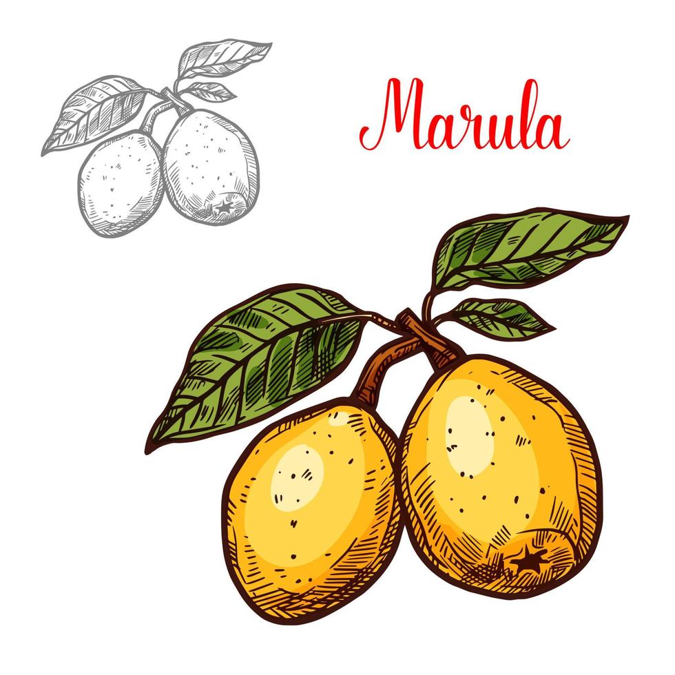 vector van exotisch fruit marula