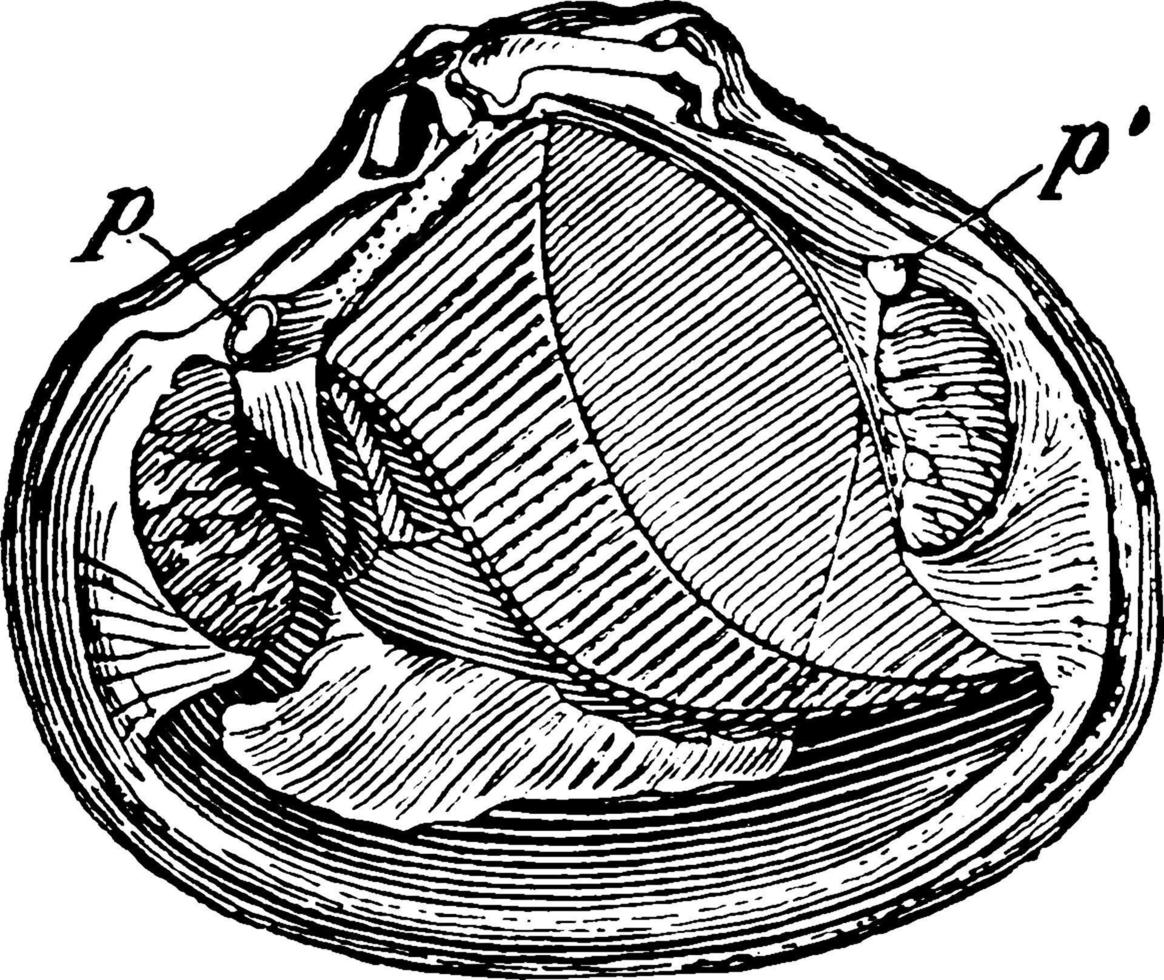 astarte sulcata of noordelijk astarte, wijnoogst illustratie. vector