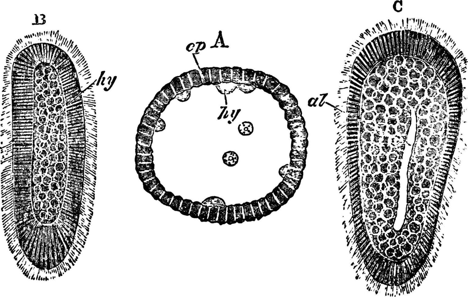 diblastula, wijnoogst illustratie. vector