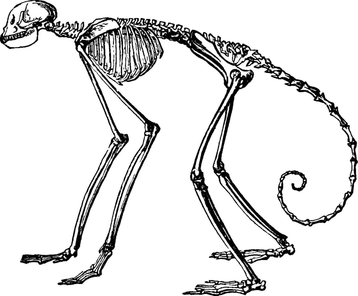 aap skelet, wijnoogst illustratie. vector
