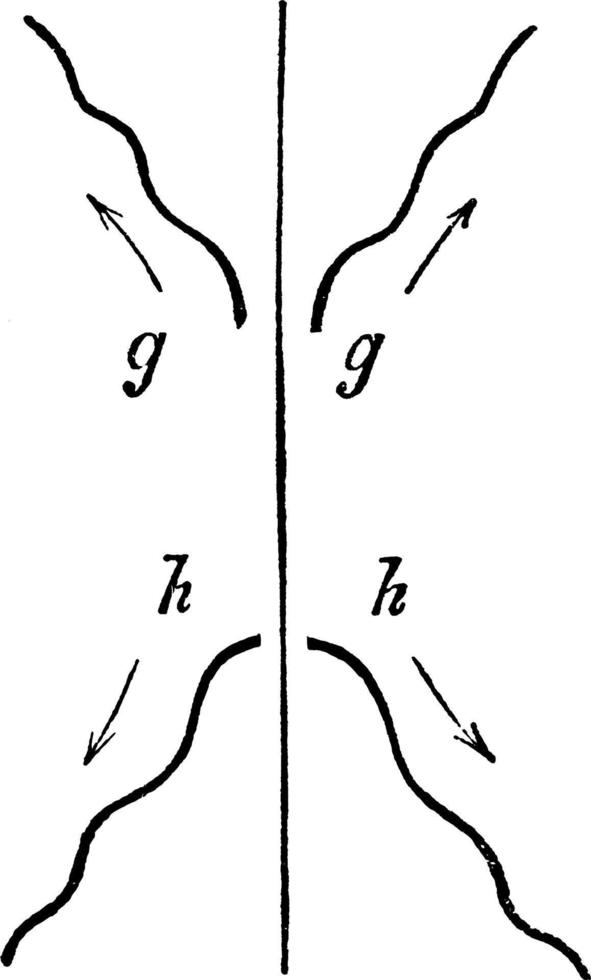 zwemmen lijnen van kikker, wijnoogst illustratie. vector