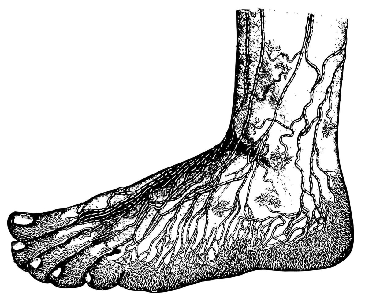 oppervlakkig lymfevaten van de voet, wijnoogst illustratie. vector