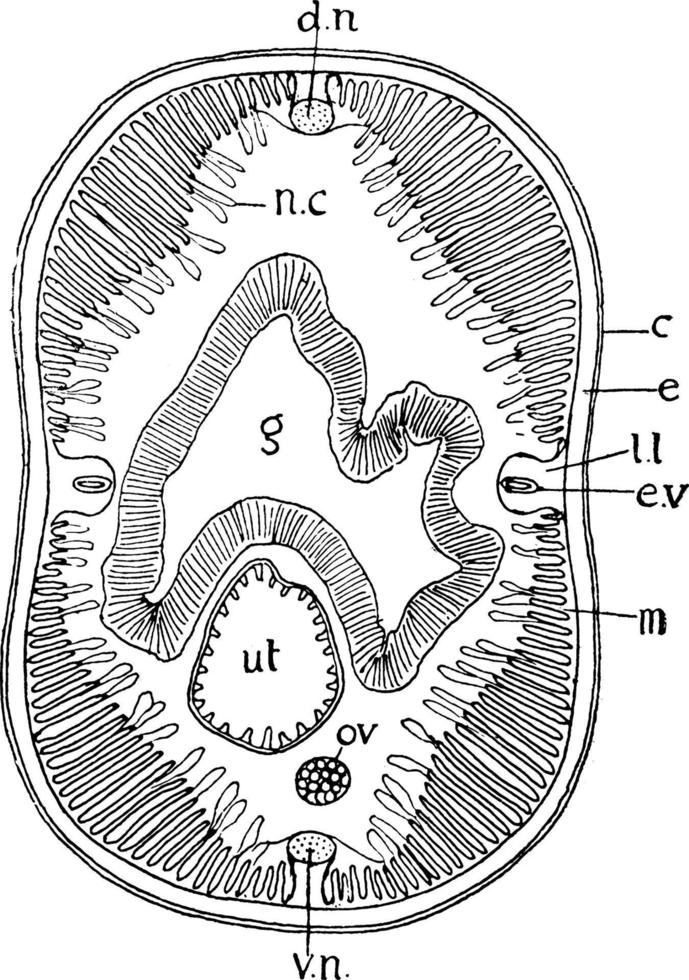 ascaris, wijnoogst illustratie. vector