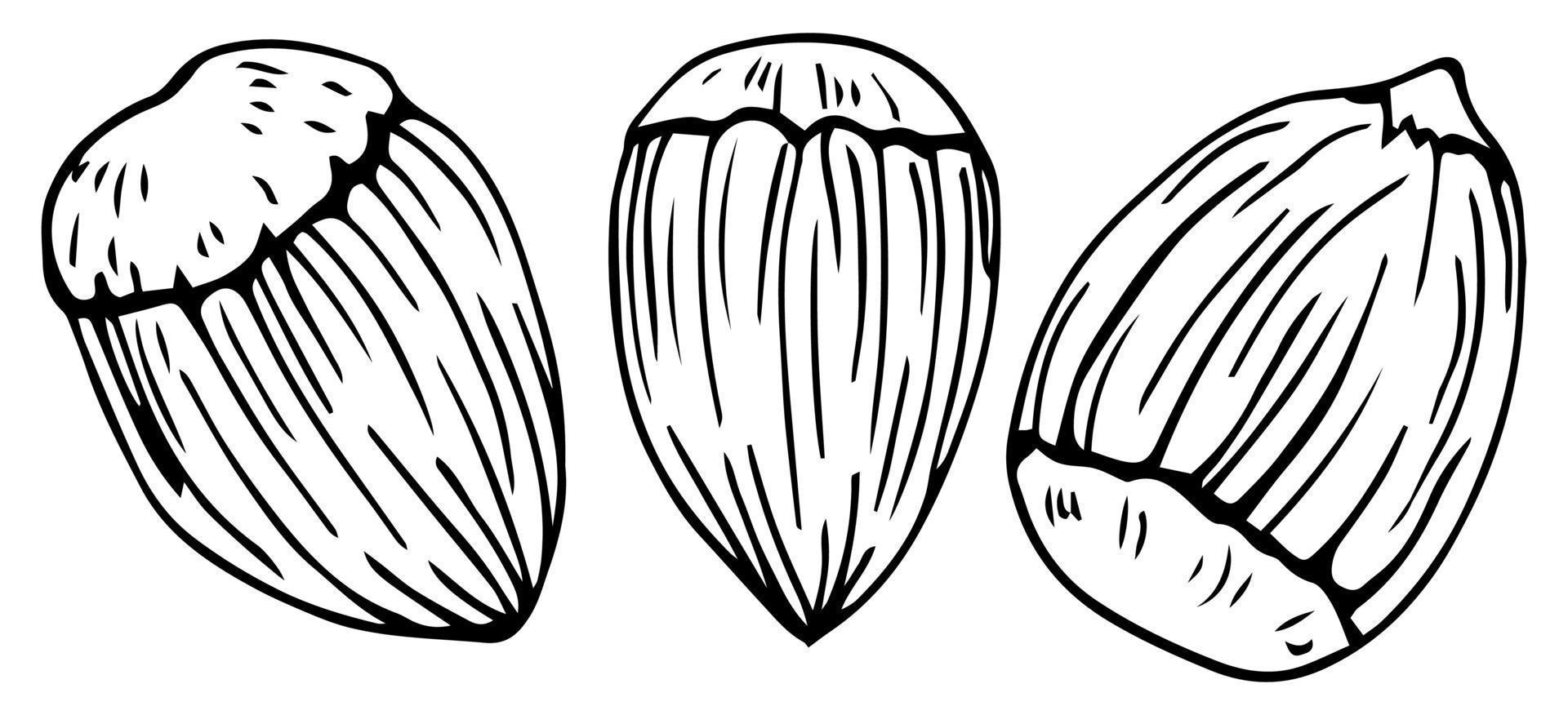 hazelaar noot set. geïsoleerd vlak hazelnoot in schelp en geschild met bladeren schetsen pictogrammen. natuurlijk gezond hazelaar noot biologisch voedsel verzameling. vegetarisch eetpatroon tussendoortje vector illustratie