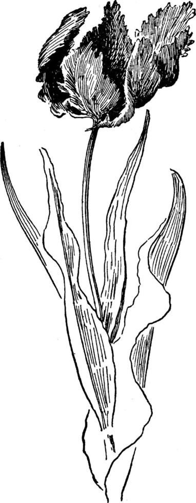 papegaai tulp wijnoogst illustratie. vector