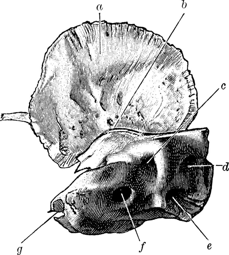 schedel bot Bij tijd van geboorte, wijnoogst illustratie. vector