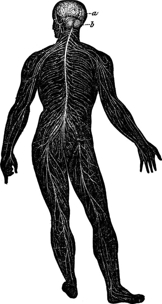 nerveus systeem, wijnoogst illustratie. vector