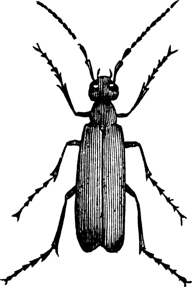 macrobasis, wijnoogst illustratie. vector