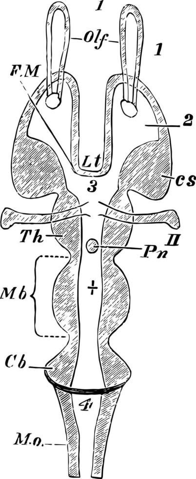 horizontaal sectie van een gewerveld hersenen wijnoogst illustratie. vector