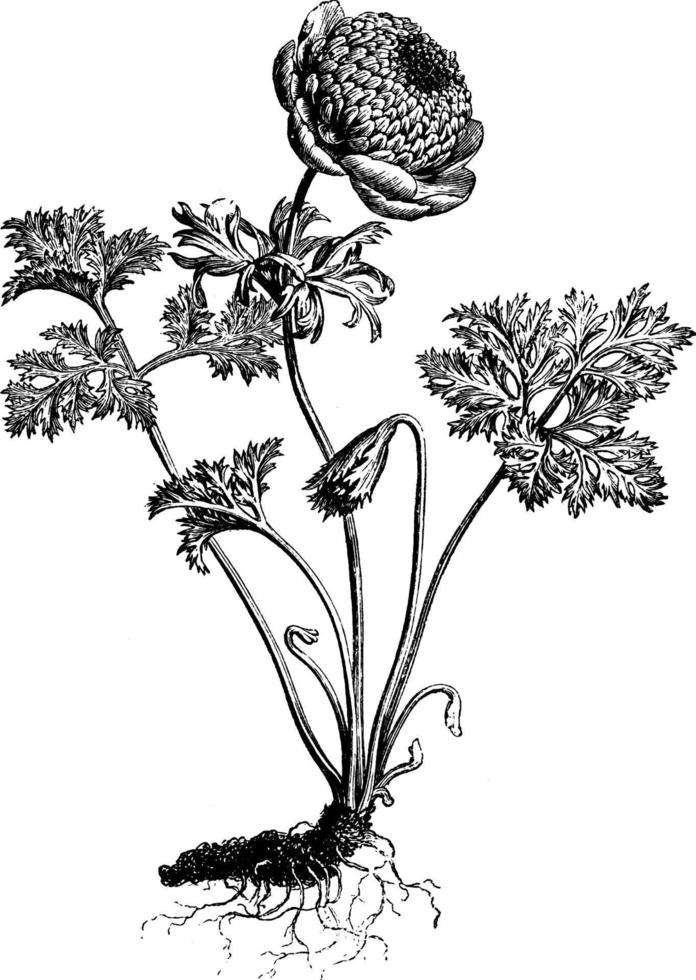 anemoon coronaria flore-pleno bloem wijnoogst illustratie. vector