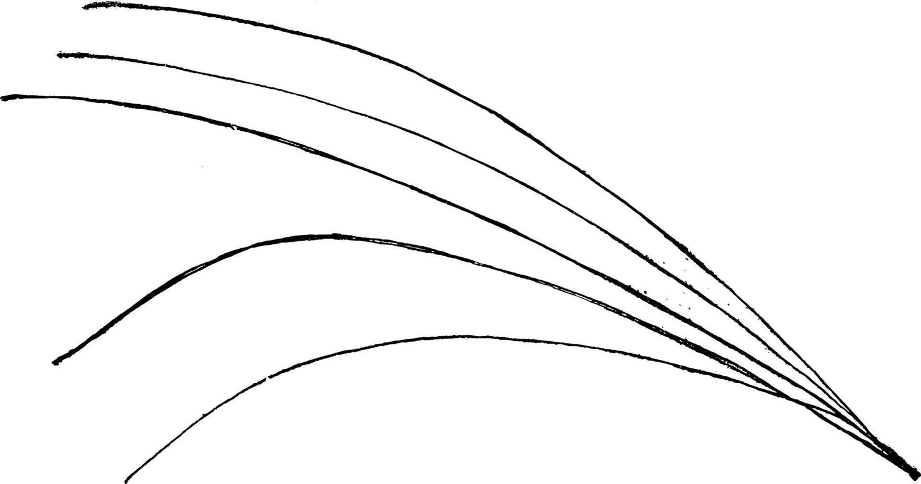 geslacht pinus, ik. pijnboom wijnoogst illustratie. vector