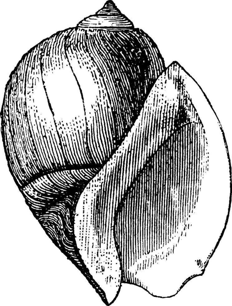 schelp, wijnoogst illustratie. vector