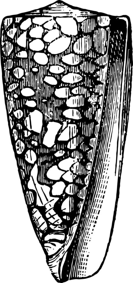 conus nobilis wijnoogst illustratie. vector