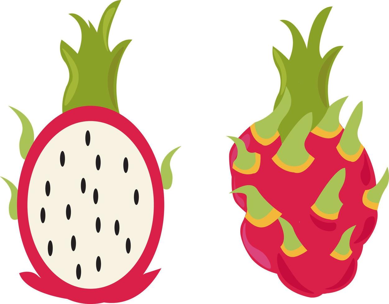 draak fruit, illustratie, vector Aan wit achtergrond.