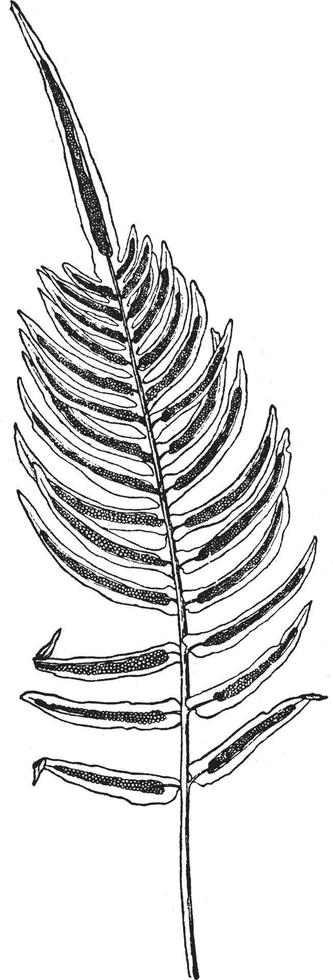 blechnum occidentale wijnoogst illustratie. vector