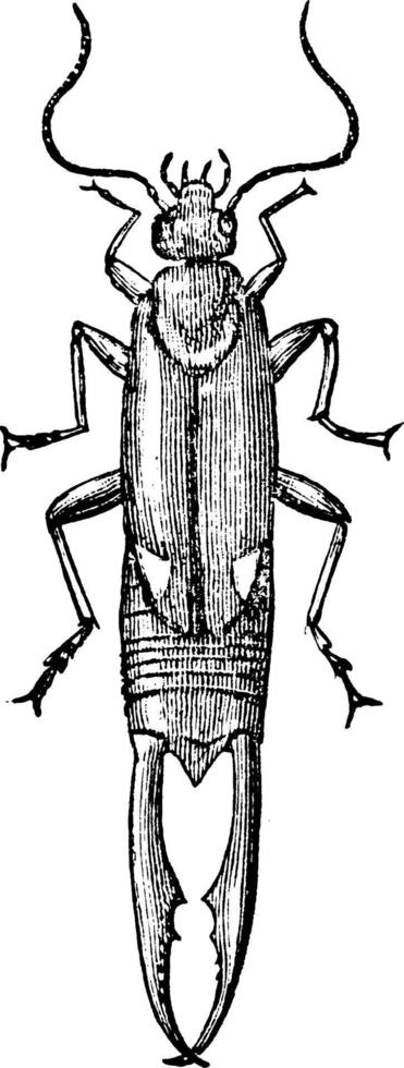 oorworm, wijnoogst illustratie. vector