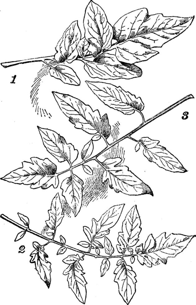 tomaat bladeren wijnoogst illustratie. vector