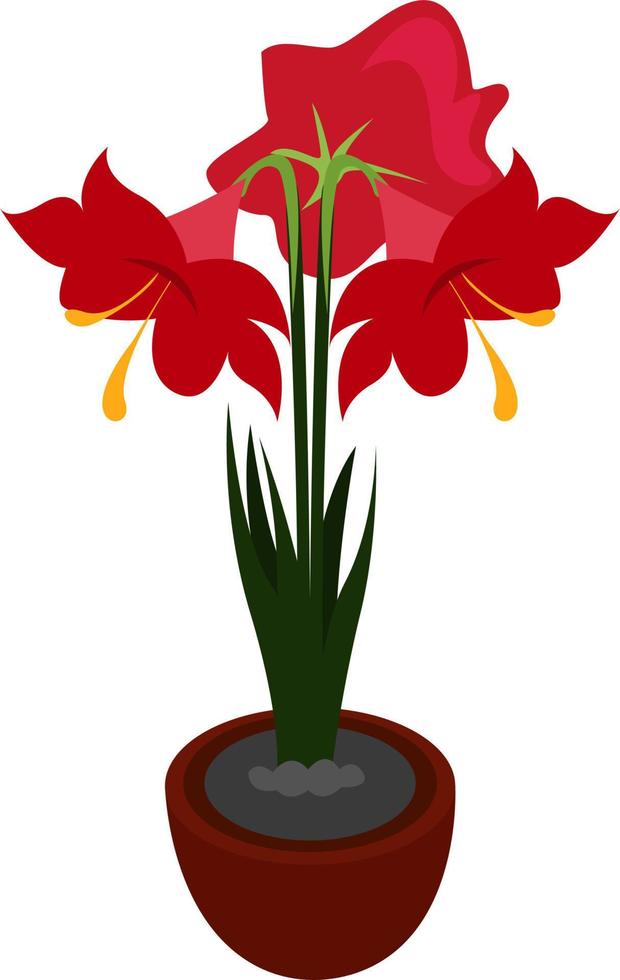 hippeastrum bloem, illustratie, vector Aan wit achtergrond